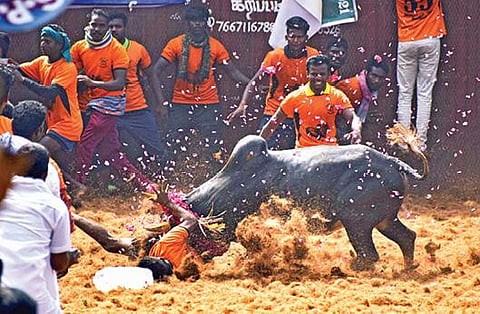 கூலமேட்டில் நடந்த ஜல்லிக்கட்டில் தன் திமிலை அடக்க முயன்ற வீரரை தரையில் போட்டு புரட்டி எடுத்த காளை. 			படம்: எஸ்.குரு பிரசாத்
