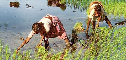 கரோனாவும் விவசாயக் கூலிப் பெண்களும்