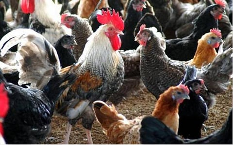 பறவைக்காய்ச்சல்; அழிக்கப்பட்ட பண்ணை பறவைகள், முட்டைகள் இழப்பீடு
