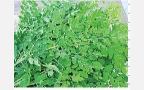 கரோனாவினால் உலகச் சந்தையில் முருங்கை இலைகளுக்கு தேவை அதிகரிப்பு: உற்பத்தியை அதிகரிக்க தோட்டக்கலைத் துறை அறிவுறுத்தல்