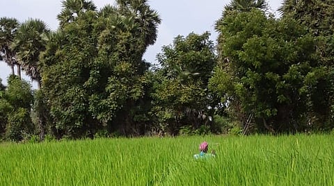 கல்லல் அருகே வெள்ளத்திலும் தாக்குப்பிடித்த மாப்பிள்ளை சம்பா: இயற்கை விவசாயிக்கு குவியும் பாராட்டு
