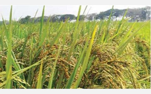 நெற்பயிரில் பூஞ்சான் நோய்: விவசாயிகள் வேதனை