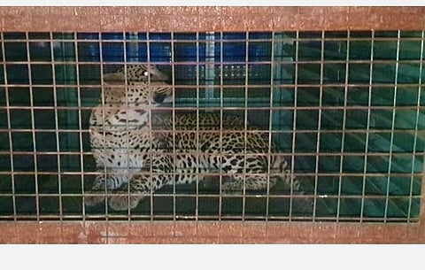 கோவை மதுக்கரை அருகே வனத்துறையினர் வைத்த கூண்டில் சிக்கிய சிறுத்தை.