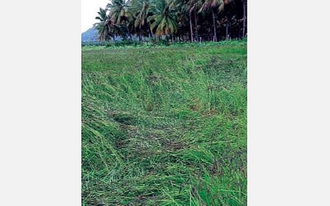 சித்தையன்கோட்டை பகுதியில் பயிரிடப்பட்டுள்ள காலாபாத் நெல் ரகம்.