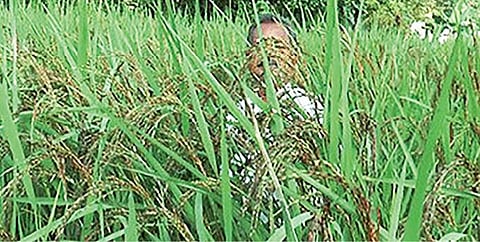 விவசாயி பயிரிட்டுள்ள கருப்புக் கவுனி நெல்.
