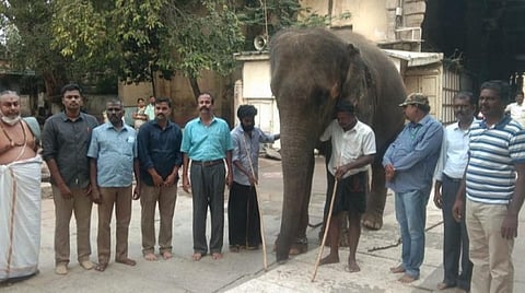 புத்துணர்வு முகாமுக்குத் தயாராகிறது திருப்பரங்குன்றம் கோயில் யானை தெய்வானை