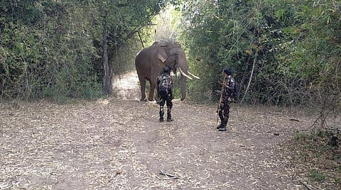 பொக்காபுரம் அருகே குறும்பர்பள்ளம் பகுதியில் இருந்த ரிவால்டோ.