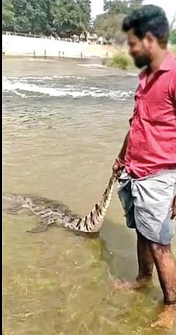 முக்கொம்பு அணை பகுதியில் நீரில் இறந்து கிடந்த முதலையை இழுத்து வரும் ஒரு இளைஞர்.