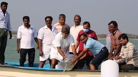 மீனவர்கள் வாழ்வாதாரம் காக்க மண்டபம் கடலில் விடப்பட்ட 8 லட்சம் இறால் மீன் குஞ்சுகள்