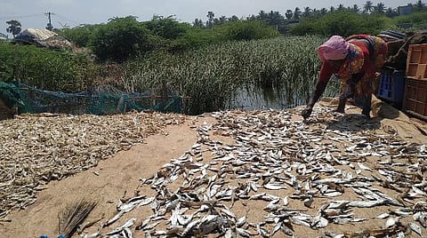 பூம்புகாரில் கருவாடு காய வைக்கும் பெண்