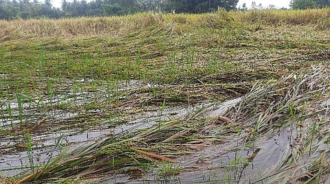மழையால் பாதிக்கப்பட்ட நெற்கதிர்.