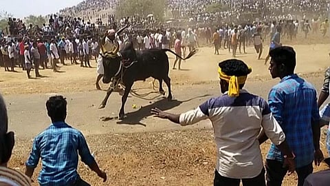 அரளிப்பாறை மஞ்சுவிரட்டில் ஆயிரம் மாடுகள் பங்கேற்பு: மாடு முட்டி 4 பேர் பலி; 94 பேர் காயம்