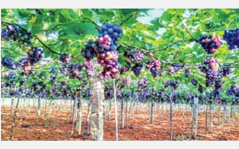 கம்பம் தொகுதியில் காய்த்துக் குலுங்கும் திராட்சைத் தோட்டம்