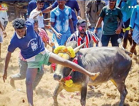 சிவகங்கை அருகே டி.புதூரில் நடந்த மஞ்சுவிரட்டில் சீறிப்பாய்ந்த காளை.