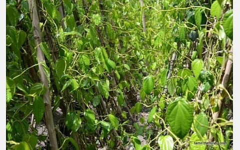 கிருஷ்ணராயபுரம் தொகுதியில் வெற்றிலை விவசாயம்.