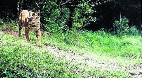 களக்காடு முண்டன்துறை புலிகள் காப்பகம்.