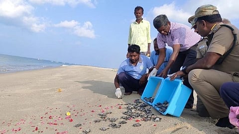 தனுஷ்கோடி கடலோரத்தில் 9,897 ஆமை முட்டைகள் சேகரிப்பு; வனத்துறை நடவடிக்கை: முதற்கட்டமாக 131 ஆமைக் குஞ்சுகள் கடலில் விடப்பட்டன