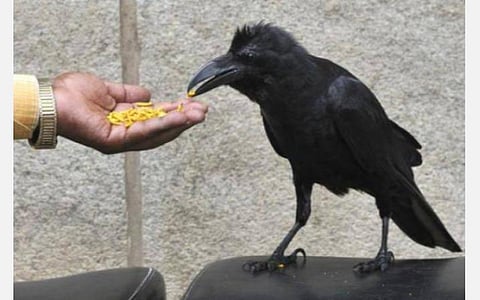 அமாவாசை... சனிக்கிழமை... காகத்துக்கு உணவு! 