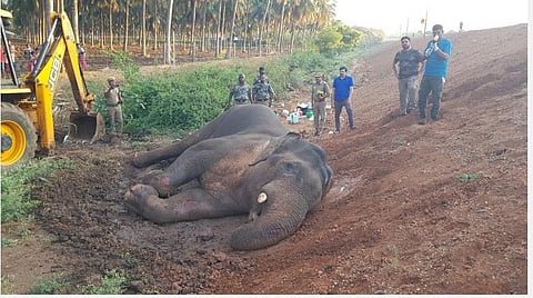 கோவை நவக்கரையை அடுத்த புதுப்பதி ரயில்வே கேட் அருகே ரயில் மோதியதில் உயிருக்குப் போராடிவரும் யானை.