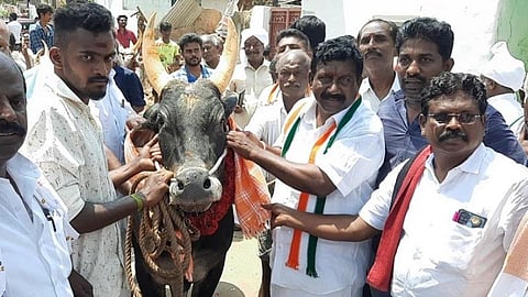 காரைக்குடியில் தெற்குத்தெரு இளைஞர்கள் காங்கிரஸ் வேட்பாளர் மாங்குடிக்கு ஜல்லிக்கட்டு காளை மூலம் வரவேற்பு கொடுத்தனர்.