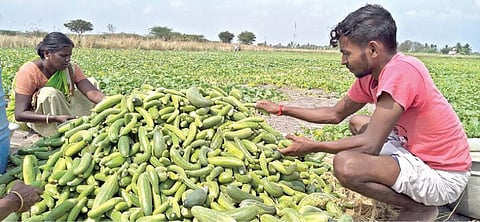 எட்டயபுரம் அருகே மாசார்பட்டியில் செடிகளில் இருந்து வெள்ளரிக்காய்களை பறித்து விற்பனைக்கு அனுப்பும் பணியில் ஈடுபட்டுள்ள விவசாயிகள்.