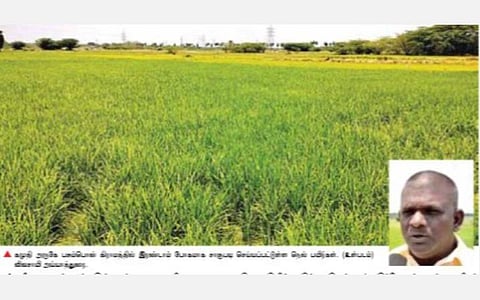 கமுதி அருகே பசும்பொன் கிராமத்தில் இரண்டாம் போகமாக சாகுபடி செய்யப்பட்டுள்ள நெல் பயிர்கள். (உள்படம்)  விவசாயி அய்யாத்துரை.