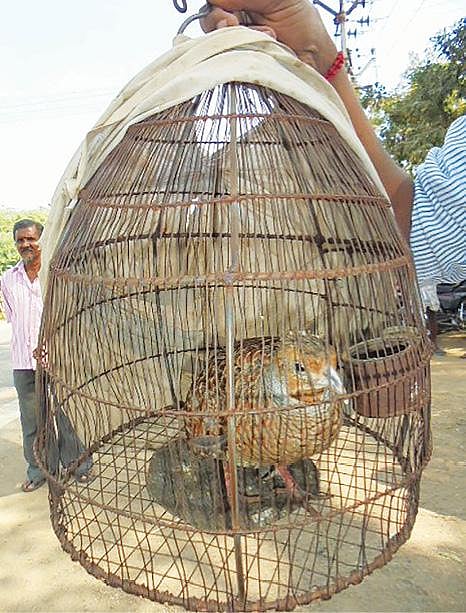 கவுதாரி பறவை.