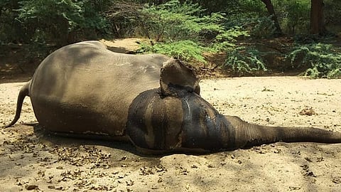 ஒகேனக்கல் வனப்பகுதியில் மேக்னா யானை உயிரிழப்பு
