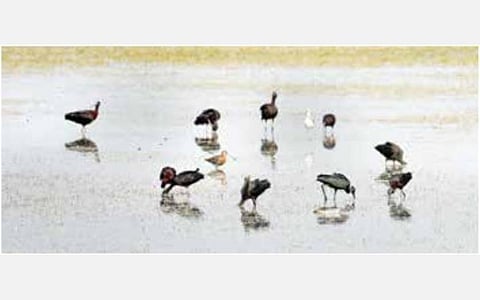 திருவெறும்பூர் அருகே கிளியூர் குளத்தில் வலசை வந்துள்ள அரிய பறவைகள்