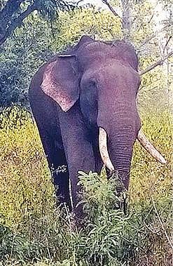 மசினகுடியில் மூச்சுவிடவும், உணவு உட்கொள்ளவும் சிரமப்படும் ‘ரிவால்டோ’ யானைக்கு உடனடி சிகிச்சை அளிக்கப்படுமா? - இயற்கை மற்றும் வன ஆர்வலர்கள் எதிர்பார்ப்பு