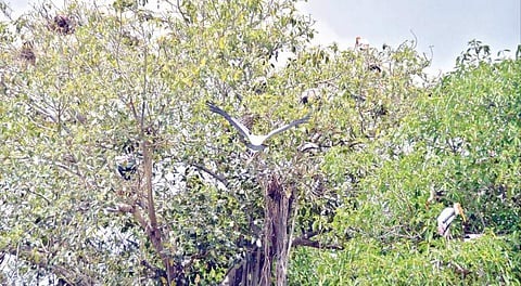 திருப்புடைமருதூர் நாறும்பூநாதர் சுவாமி கோயில் நந்தவனத்தில் உள்ள பழமையான மரங்களில் கூடுகட்டி வசிக்கும் பறவைகள். படங்கள்: மு.லெட்சுமி அருண்.