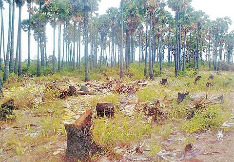மேல்மலையனூர் அருகே அவலூர்பேட்டையிலிருந்து கப்லாம்பாடி செல்லும் பகுதியில் உள்ள கிராமங்களில் வெட்டப்பட்ட பனைமரம்.