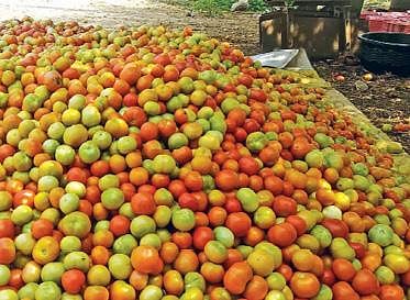 தக்காளி விலை வீழ்ச்சியால் உடுமலை விவசாயிகள் கலக்கம்: 14 கிலோ எடை கொண்ட ஒரு பெட்டி ரூ.25-க்கு விற்பனை