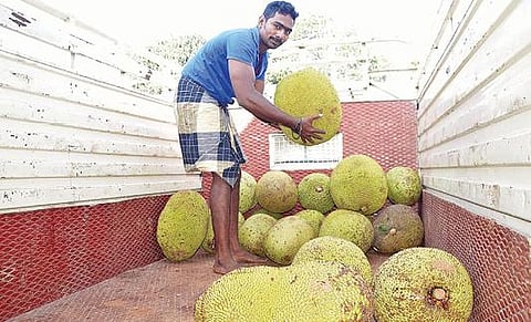 பண்ருட்டி சுற்று வட்டார கிராமங்களில் இருந்து பலாவை வாங்கிச் செல்லும் வியாபாரிகள்.