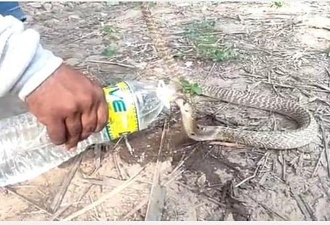 கடலூர் அருகே மீன்பிடி வலையில் சிக்கி மயங்கிய நல்ல பாம்புக்கு பாட்டிலில் தண்ணீர் கொடுக்கப்பட்டது.