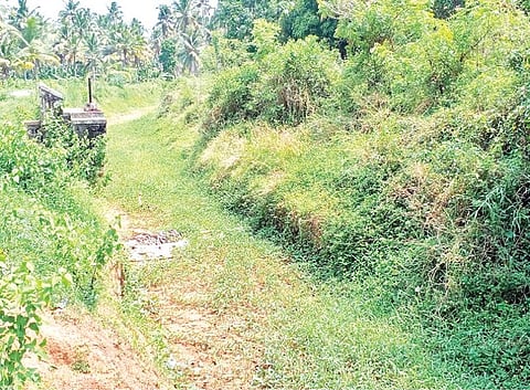 குமரி மாவட்டம் குருந்தன் கோட்டில் இருந்து பிரிந்து ராஜாக்கமங்கலம் செல்லும் இரட்டைகரை கிளை கால்வாய் தூர்வாரப்படாமல் புதர்மண்டி  காணப்படுகிறது.   						                படம்: எல்.மோகன்.