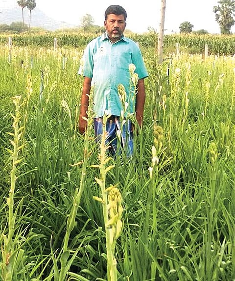 மதுரை மாவட்டம் வாடிப்பட்டி அருகே செமினிப்பட்டியில் விவசாயி குருசாமி சாகுபடி செய்துள்ள சம்பங்கி மலர்.