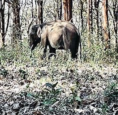 வறட்சியின் பிடியில் முதுமலை: தண்ணீர் தேடி இடம்பெயரும் விலங்குகள்