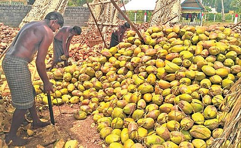 சேலம் மாவட்டம் வாழப்பாடியில் உள்ள மண்டியில் தேங்காய் மட்டைகளை உரிக்கும் பணியில் ஈடுபட்டுள்ள தொழிலாளர்கள். 		 படம்: எஸ். குரு பிரசாத்