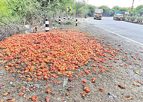 தருமபுரி மாவட்டம் தொப்பூர் கணவாய் பகுதியில் குரங்குகளுக்கு பயன்படும் வகையில் தேசிய நெடுஞ்சாலையோரம் கொட்டப்பட்ட தக்காளி பழங்கள்.    படம்: எஸ்.ராஜாசெல்லம்.