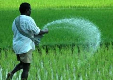 டிஏபி உரம் விலை குறைகிறது; மானியம் ரூ 500-ல் இருந்து ரூ 1200 ஆக அதிகரிப்பு: டிஏபி-ஐ ரூ 2400-க்கு பதில் ரூ 1200- ஆக குறைகிறது
