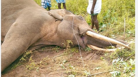 ஈரோடு அருகே மின்வேலியில் சிக்கி யானை பலி 