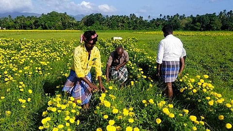 ஊரடங்கால் விற்பனை பாதிப்பு: செடிகளிலேயே பூத்துக்குலுங்கி அழுகி வீணாகும் மலர்கள்; தென்காசி மலர் விவசாயிகள் கவலை