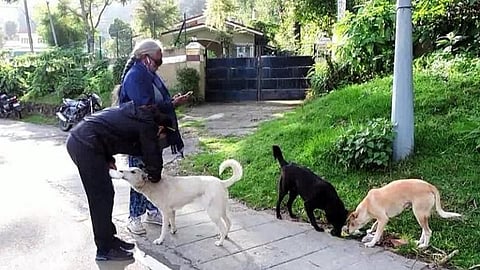 கொடைக்கானலில் தெரு நாய்களுக்கு உணவளிக்கும்  கால்நடை பாதுகாப்பு பராமரிப்பு சங்கத்தினர். 