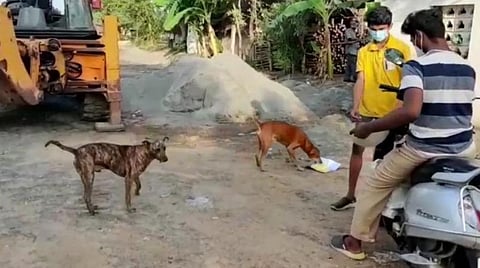 தெருநாய்களுக்கு உணவளிக்கும் இளைஞர்கள்.