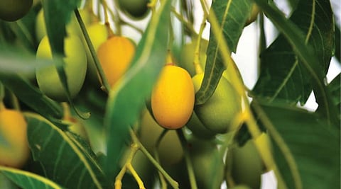 கதை: முன் கசந்து பின் இனிக்கும் புதையல்!
