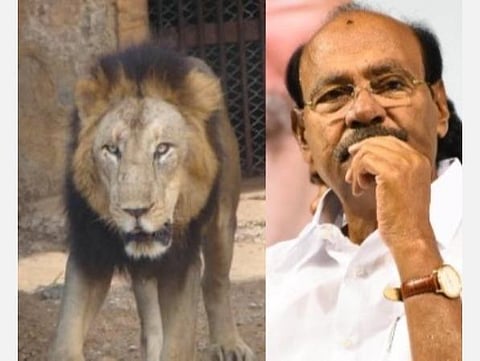 சிங்கங்களுக்கு கரோனா பாதிப்பு; விசாரணை தேவை: ராமதாஸ் வலியுறுத்தல் 