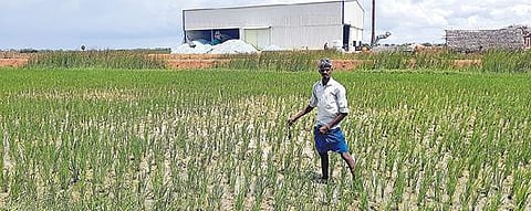 தஞ்சாவூர் மாவட்டம் அம்மாபேட்டை அருகே தீபாம்பாள்புரத்தில் செயல்பட்டு வரும் சோப்பு தொழிற்சாலையில் இருந்து வெளியேறும் ரசாயன பவுடர், அருகில் உள்ள நடவு வயல்களில் விழுந்து பரவியதால், பயிர்கள் பாதிக்கப்பட்டிருப்பதைக் காட்டுகிறார் விவசாயி.