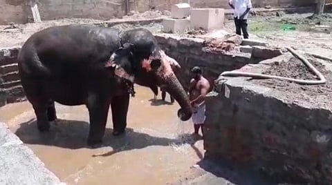 கோயில் வளாகத்துக்குள் கட்டப்பட்டு வரும் குளியல் தொட்டியில் யானை அகிலாவைக் குளிப்பாட்டும் பாகன்.