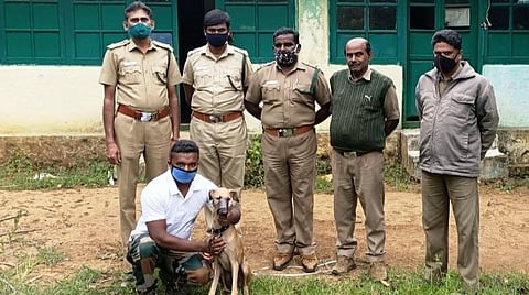நீலகிரியில் வனக் குற்றங்களைக் கண்டறியும் பணியில் மோப்ப நாய்கள்